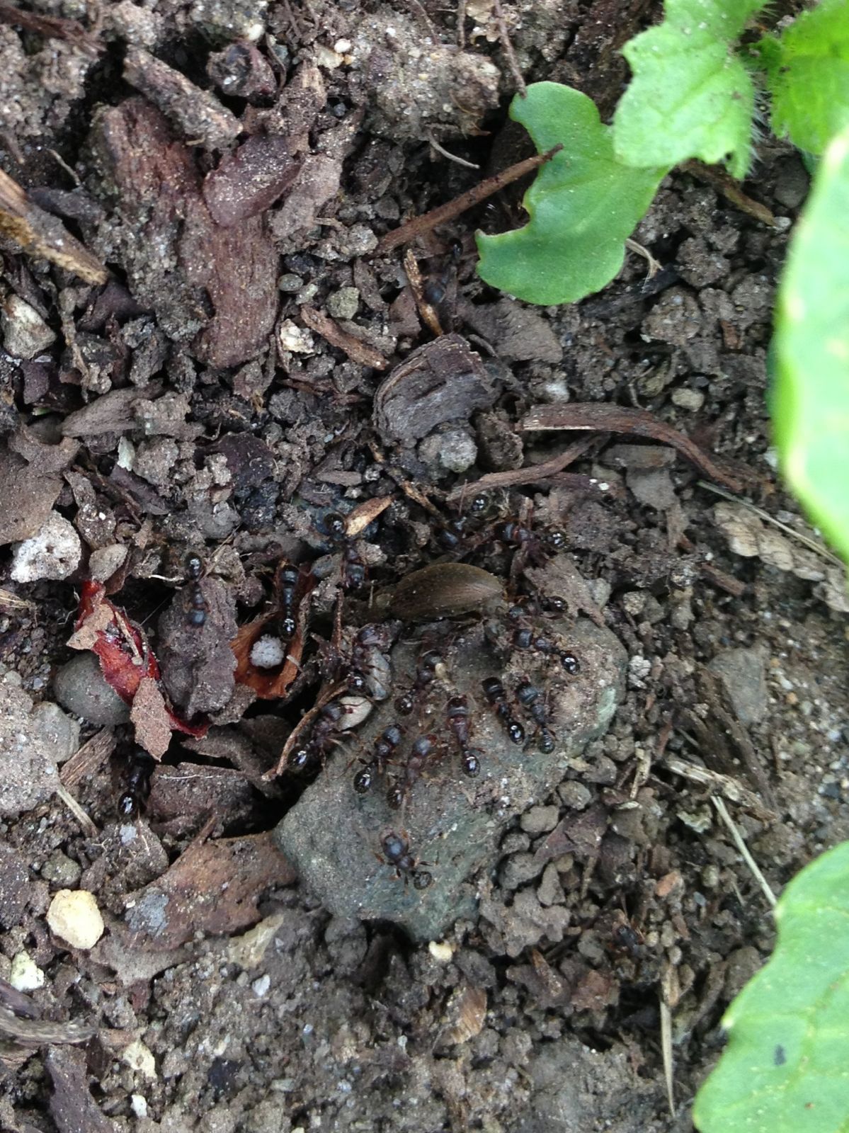 Gardens + Insects Ants on Radishes