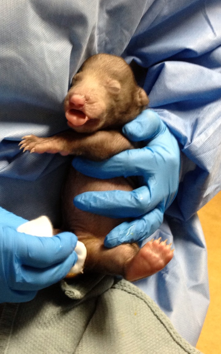 Baby Animals: Bears - Cub 5