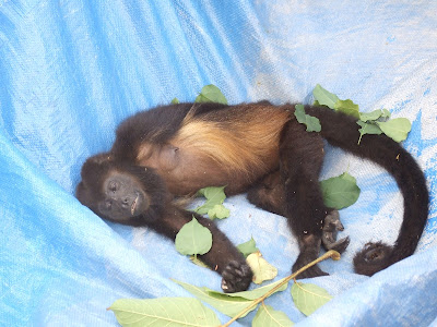 howler monkey monkeys in Nicaragua
