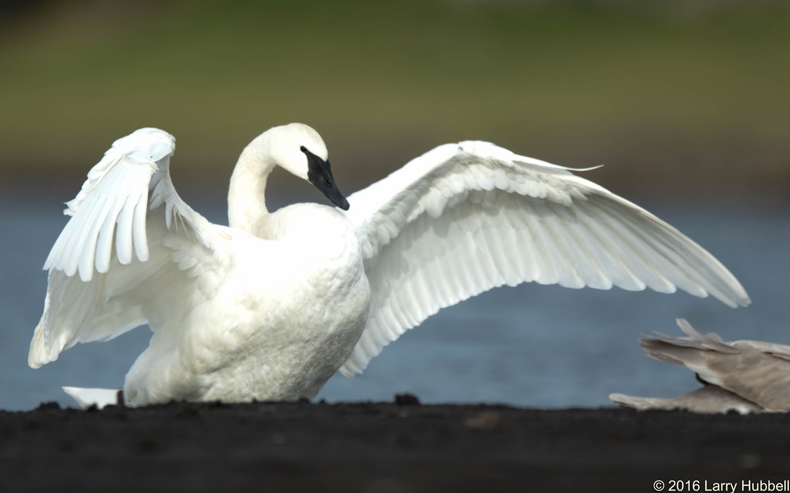 Union Bay Watch : The World's Largest Swans