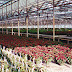 Design Criteria for a Modern Commercial Greenhouse Facility-2