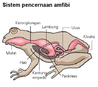 Alat Pernapasan Hewan Media Pendidikan