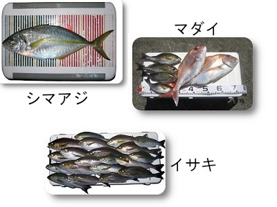 コマセ釣りで釣れる魚 関西の船釣りで釣れる 竿とリール