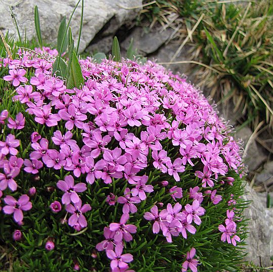 Lepnica bezłodygowa (Silene acaulis). Lepnica bezłodygowa (Silene acaulis).