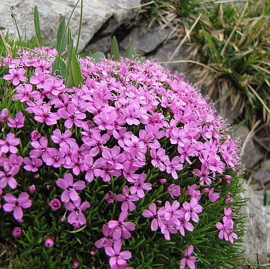 Lepnica bezłodygowa (Silene acaulis).