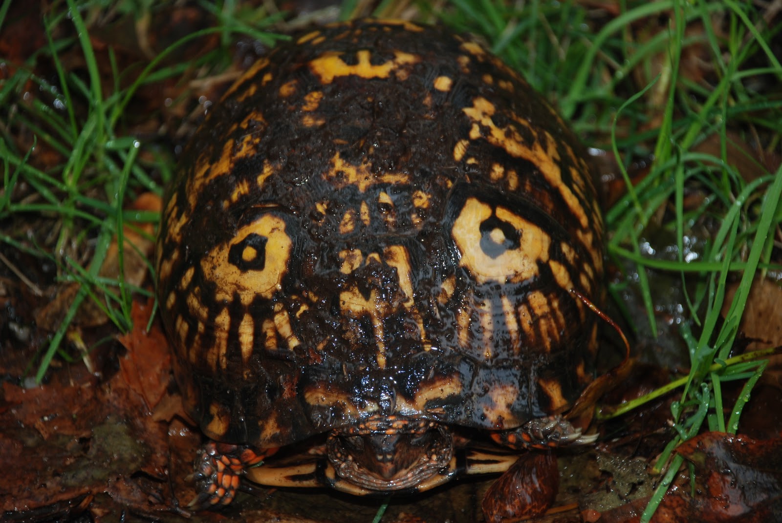 foto-finnish-north-american-box-turtle-in-mattituck-september-2011
