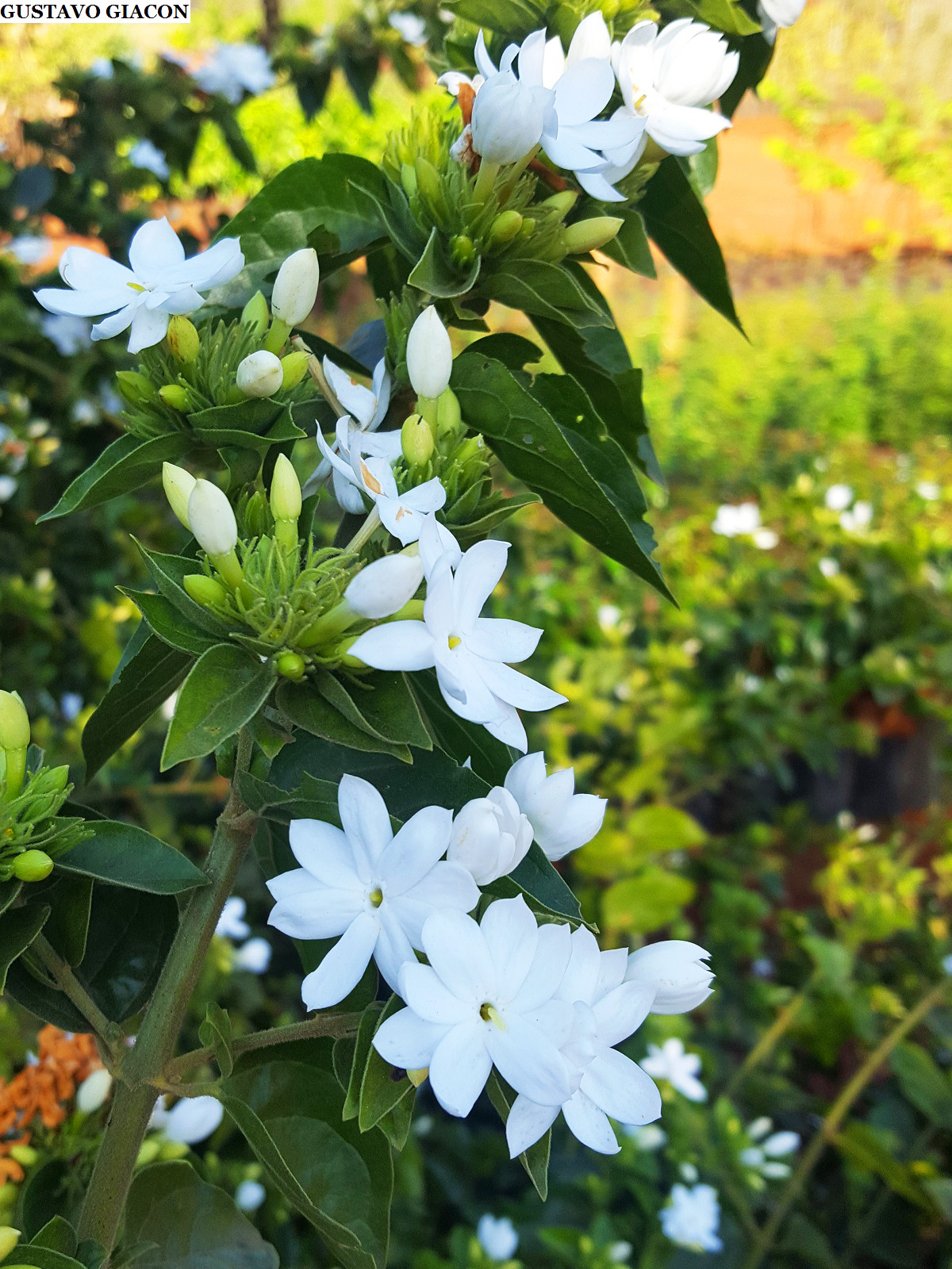 Viveiro Ciprest - Plantas Nativas e Exóticas: Jasmim Chines ou Neve (  Jasminum multiflorum )