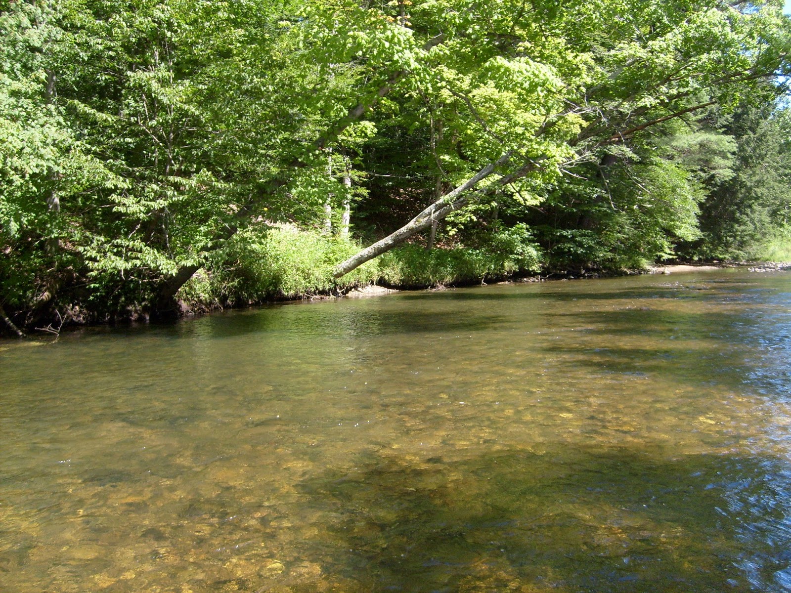 Vermont Fly Fishing The Battenkill is PRIME!