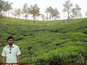Tea Plantation tours in wayanad