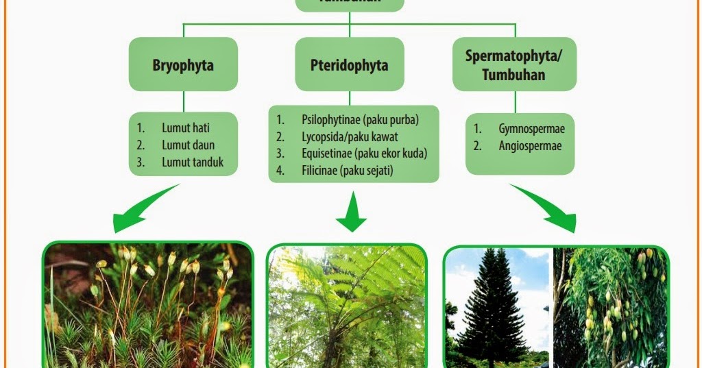 Mengenal Jenis Tanaman Hias Berdasarkan Keunggulannya