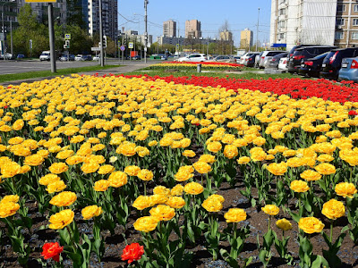 весенние цветы в городе