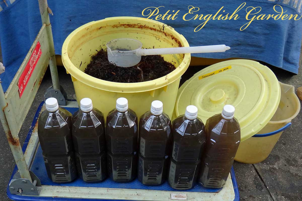 Petit English Garden of MARPLE & POIROT WE'VE MADE LIQUID SEAWEED