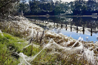 A rain of spiders that caused terror in Australia