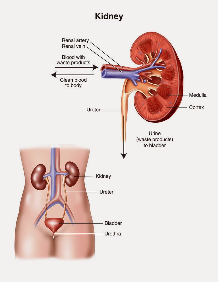 how-to-prevent-kidney-failure-get-special-tips-and-solution