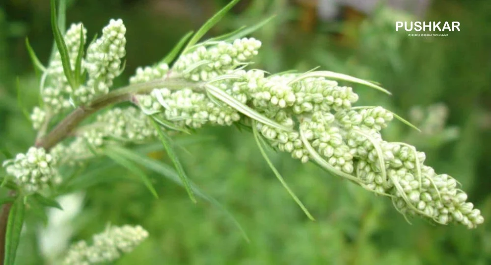 МАТЬ ТРАВ ПРОТИВ ПАРАЗИТОВ. КАК ИЗБАВИТЬСЯ ОТ ВСЕХ БОЛЕЗНЕЙ.