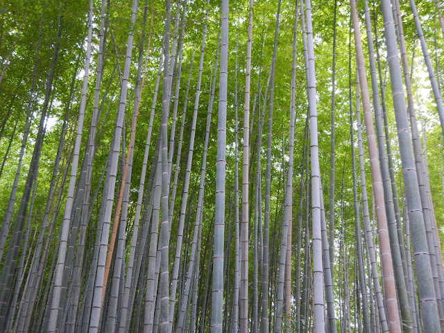 El denso bosque de bambú de Arashiyama El denso bosque de bambú de Arashiyama