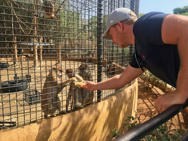 Monkey-park-los-cristianos-steve-feeding-monkeys Monkey-park-los-cristianos-steve-feeding-monkeys