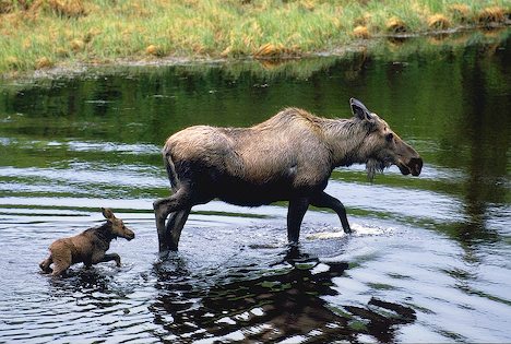 Isle Royale National Park: Animals of Isle Royale