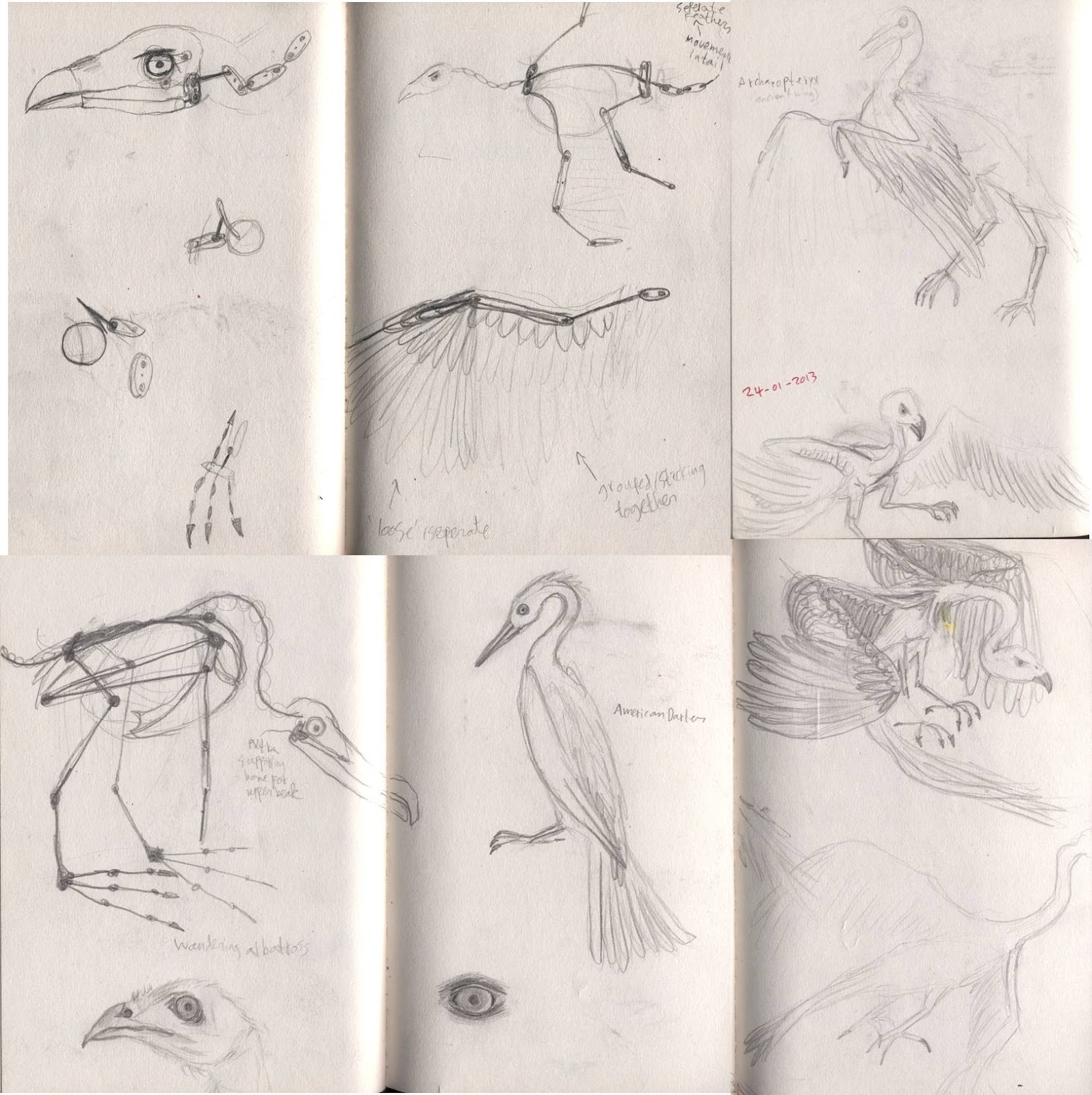 making a bird armature Anatomy of birds, and feathers...