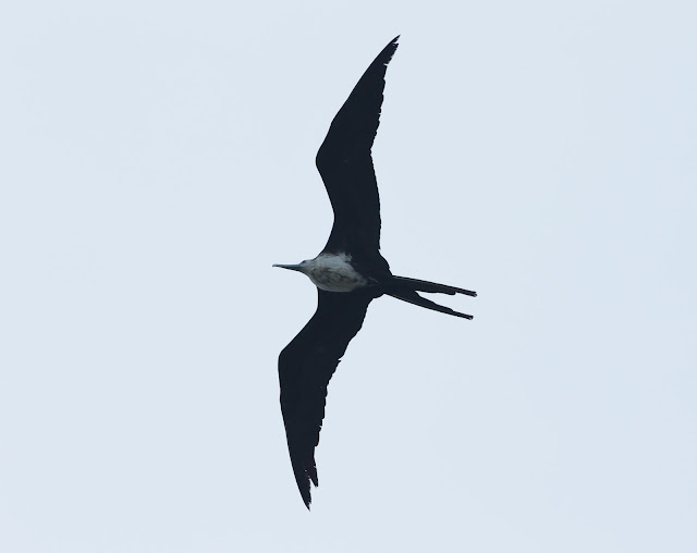 Magnificent Frigatebird - Dry Tortugas, Florida Magnificent Frigatebird - Dry Tortugas, Florida