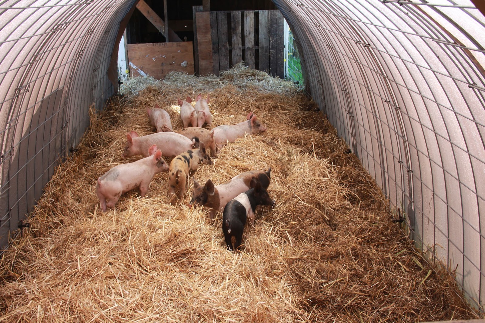 Oracle Farms at Delphi Deep Litter Bedding, Week two update