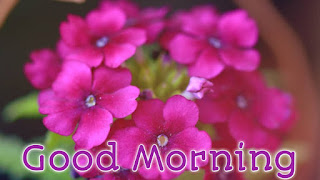 good morning good morning