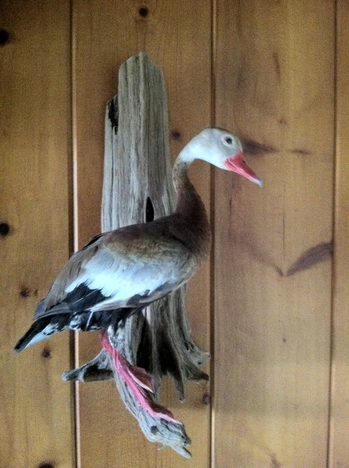 The Wild Life Hunting BlackBellied Whistling Ducks