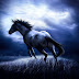 The Dark Horse Surely Rises