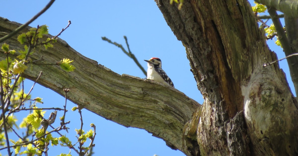 Lesser Spotted Woodpecker