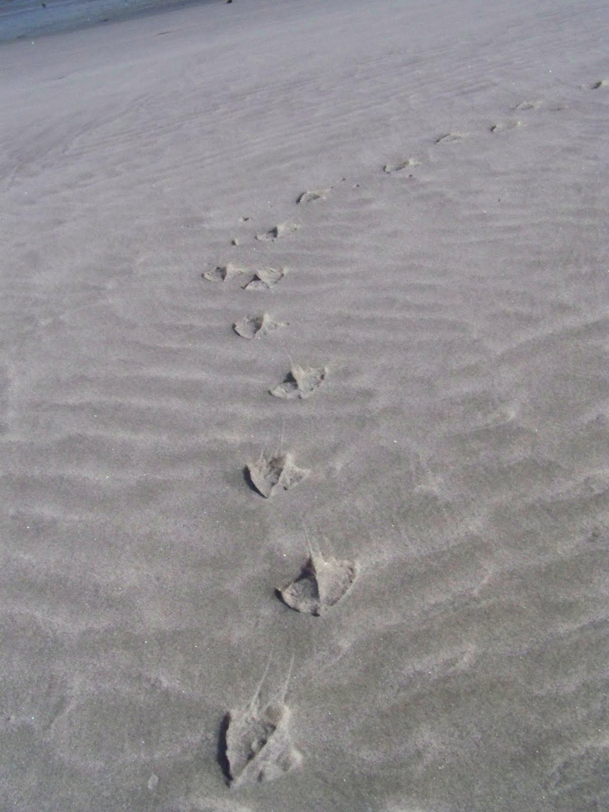Little Owl Arts: Footprints
