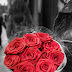 #7th February- Happy Rose 🌹 Day Messages Status Shayari For Whatsapp And Facebook