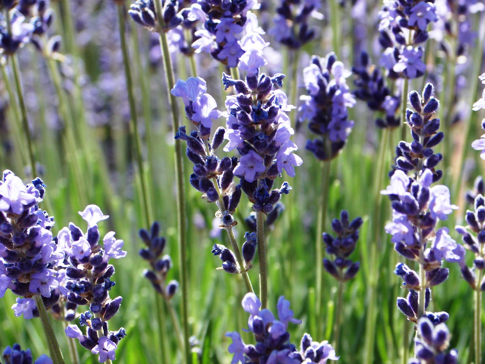 Finding Arizona Arizona Lavender Summer Festival