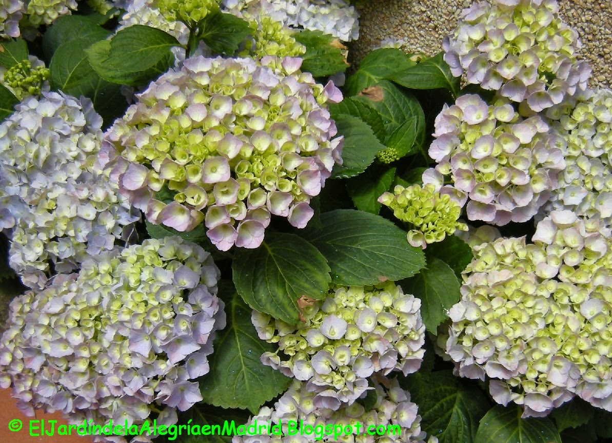 El jardín de la alegría : Las polémicas sobre la poda de las hortensias  (Hydrangea macrophylla)