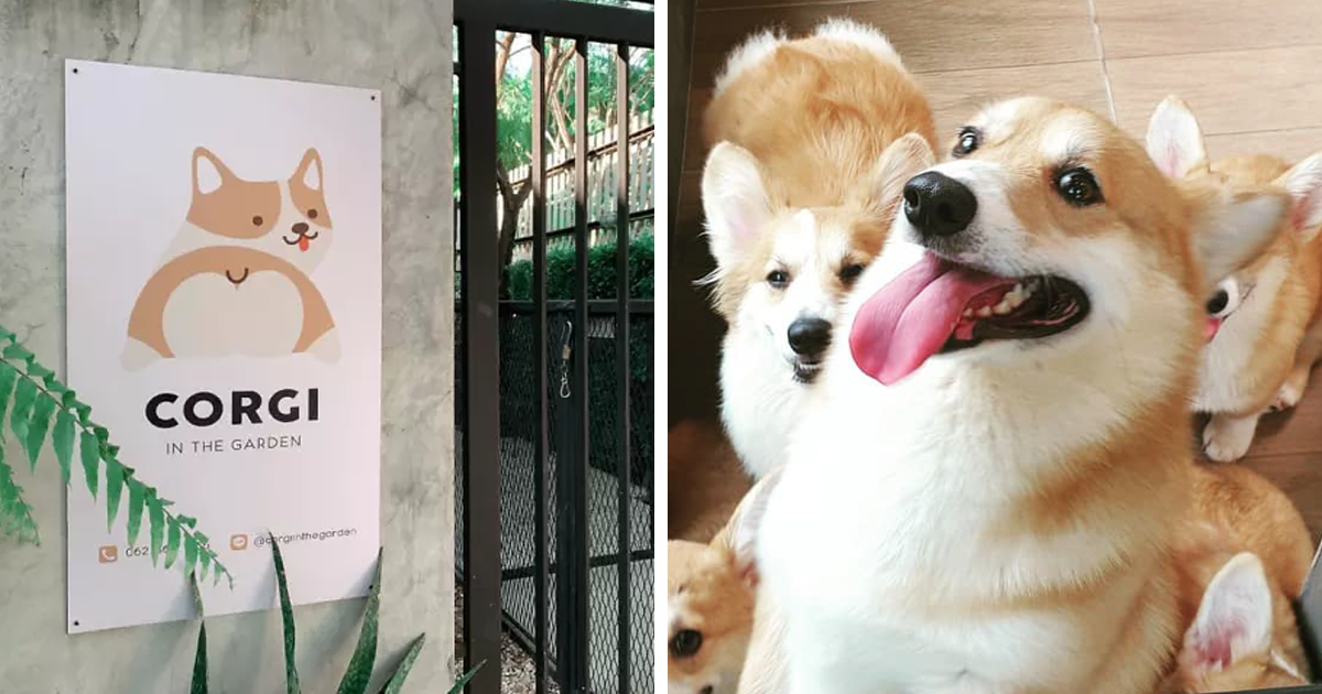Woman Opened A Cafe With Corgi Puppies, And It’s Just Adorable