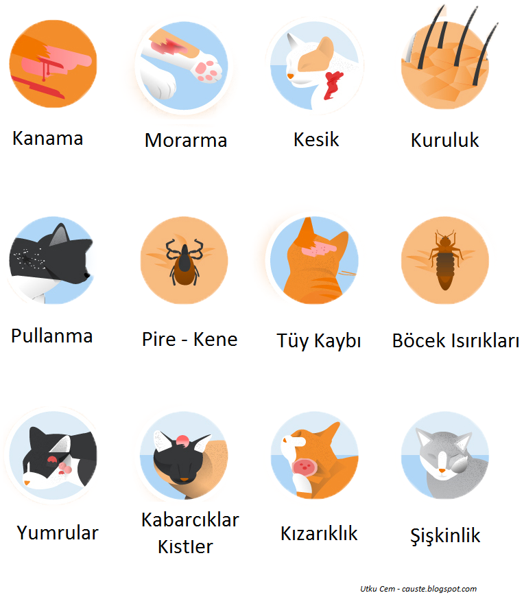 Kedi Yaygın 5 Kedi Hastalığı ve Tedavileri