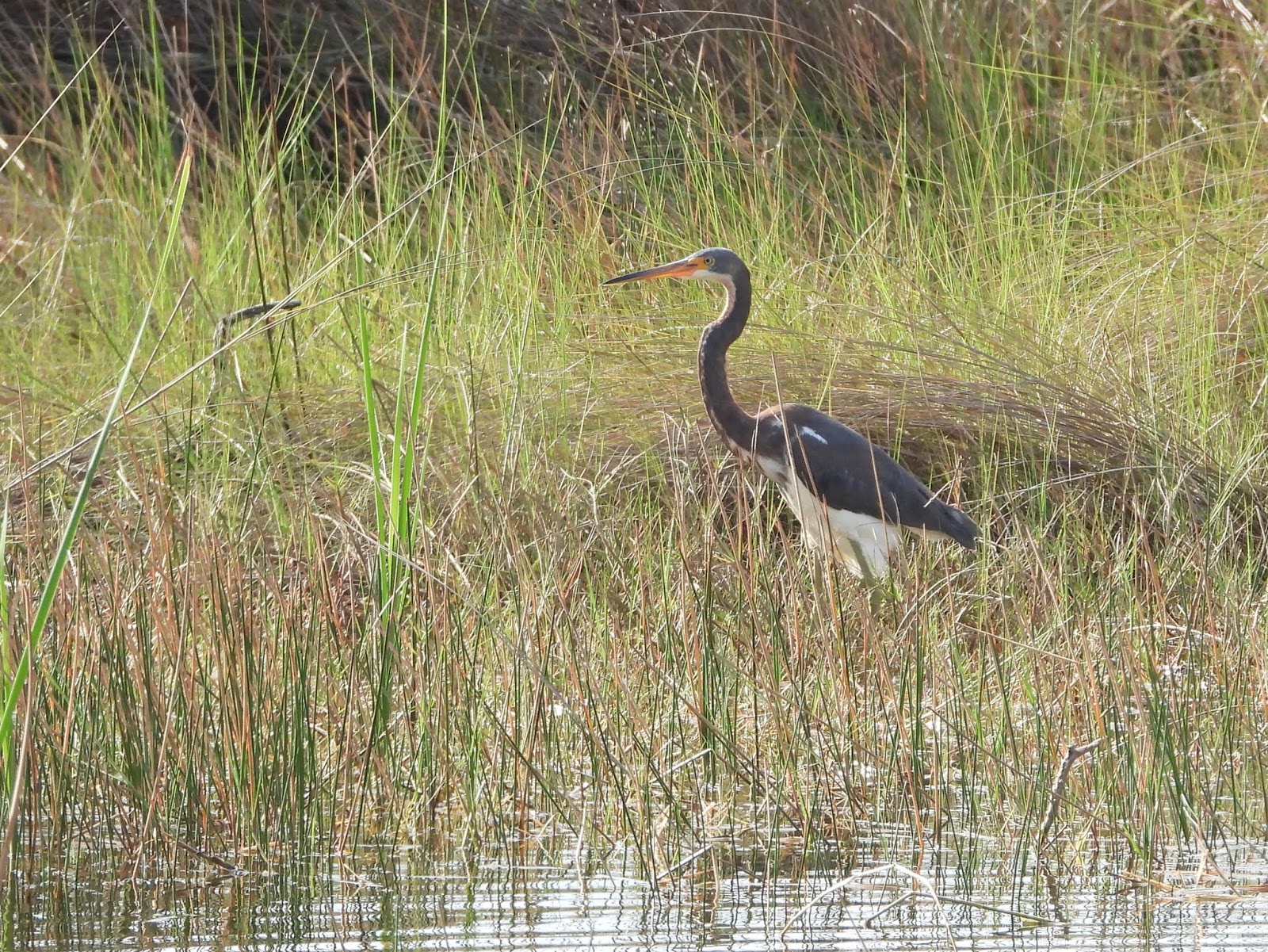 Bird & Travel Photos, Birding Sites, Bird Information TRICOLORED HERON