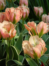 Tulipa Green Wave Parrot tulips Centennial Park Conservatory 2015 Spring Flower Show by garden muses-not another Toronto gardening blog