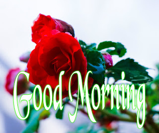 good morning with rose good morning with rose