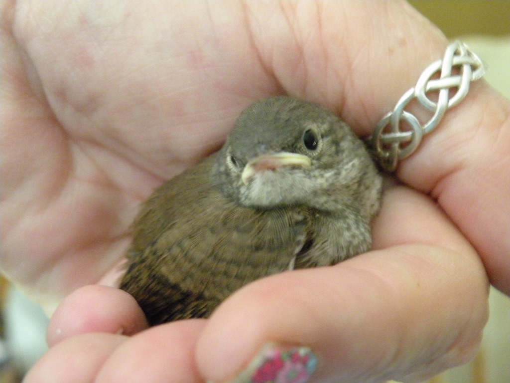 Winged Musings Baby House Wren Brings Me An "Ahhh" Moment