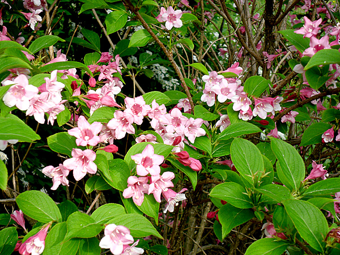 Pianta di Weigelia Cespuglio arredo giardino vaso 7