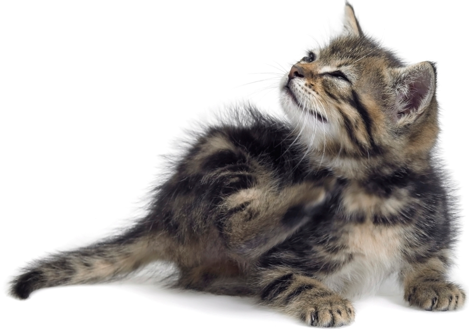Cara merawat dan hilangkan bekas gigitan kutu kucing pada badan kita