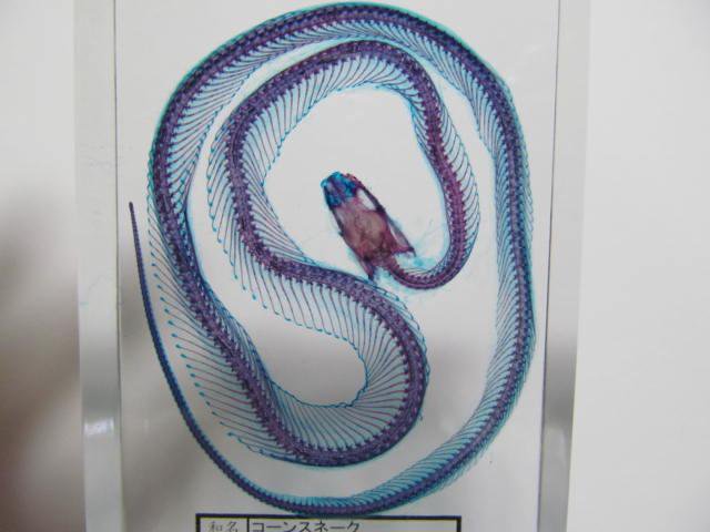 マムシ 蛇 骨格標本