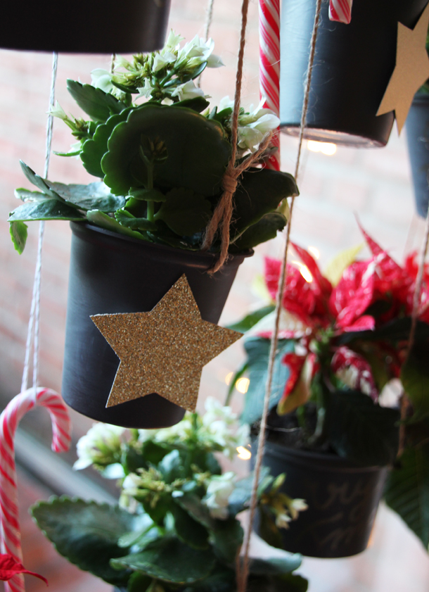 binedoro Blog, DIY, Weihnachtliche Blumenampeln mit Mini-Weihnachtsstern und Kalanchoe, Blumen – 1000 gute Gründe, Pflanzen, Winter, Weihnachten, Dekoration, Fensterdekoration, Tutorial binedoro Blog, DIY, Weihnachtliche Blumenampeln mit Mini-Weihnachtsstern und Kalanchoe, Blumen – 1000 gute Gründe, Pflanzen, Winter, Weihnachten, Dekoration, Fensterdekoration, Tutorial