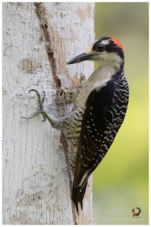Black-cheeked Woodpecker (Melanerpes pucherani) - female