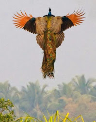 peacocks flight sight quite credit flickr ark peacock user
