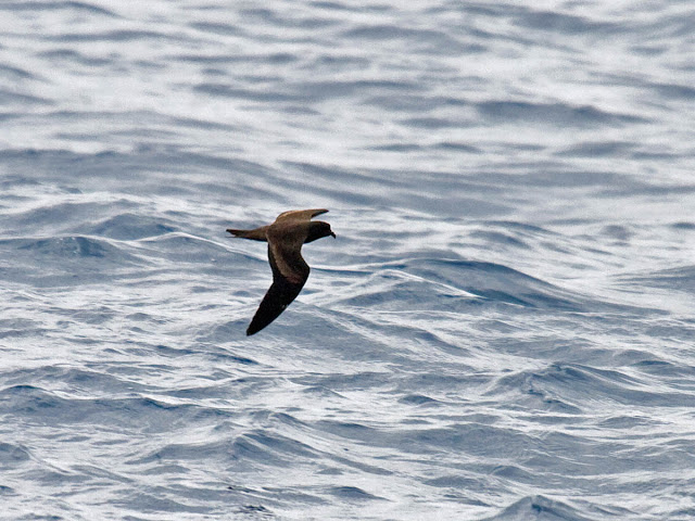 Black Storm-Petrel Black Storm-Petrel