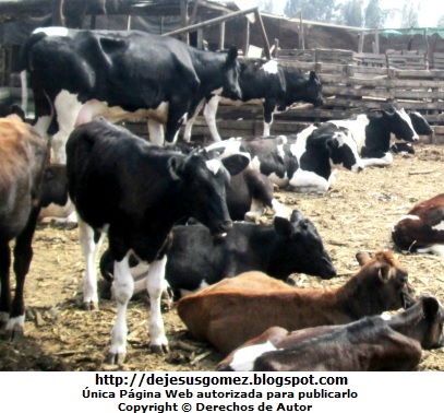 Vacas Foto de vacas en una granja de Jesus Gómez