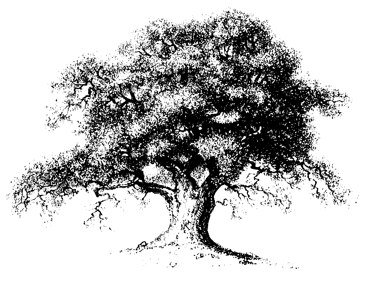 oak tree clip art vector - photo #43