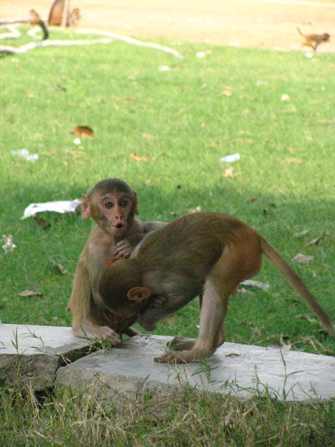 animal behavior, Bonnet Macaque, Haryana, playing monkeys, funny pictures, funny animal pictures, 