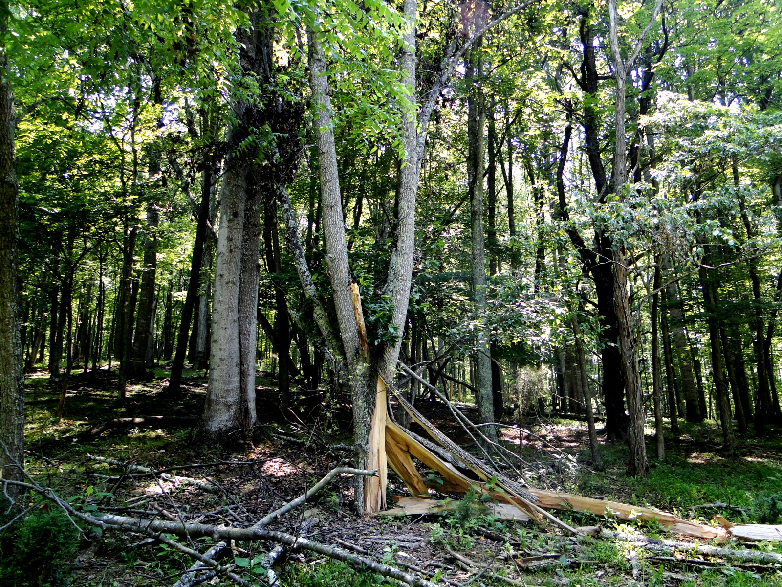 Appalachian Journal Exploding Tree